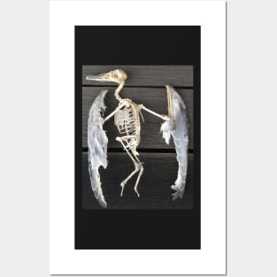 Found bird Skeleton - Photography  by Avril Thomas - Adelaide / South Australia Artist Posters and Art